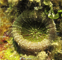 Singular sponge shot with Canon G10 and Ikelite DS160 str... by Lee Arbo 